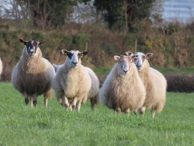Four sheep standing on grass with trees and bushes in the background at Shannon Vale in Woodford County Galway