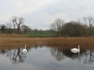 A pond with two swans and reeds with trees and fields in the background at Shannon Vale in Woodford County Galway