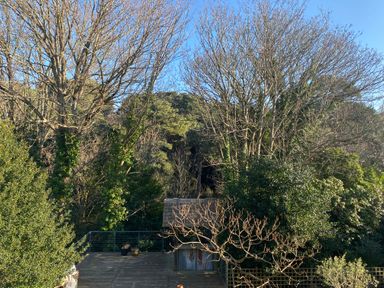 An outdoor wooden deck area with potted plants and a small shed surrounded by trees at The Anchorage in Bournemouth
