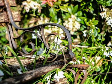 Close up of an old rusted metal garden bench surrounded by white bell-shaped flowers and green foliage in a garden