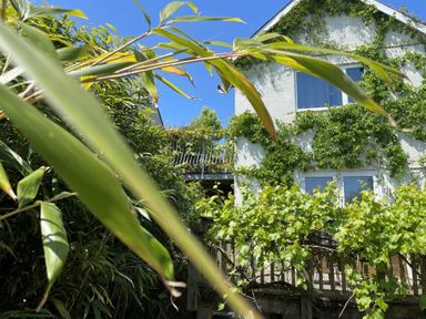 A two-story house covered with climbing plants and vines with wooden balcony and railing surrounded by green foliage at Hillcroft in St Austell
