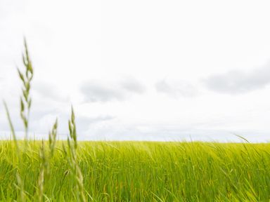 A field of green grass under a cloudy sky at Sun Rise in St Buryan