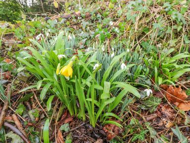A cluster of green plants with white and one yellow flower growing on the forest floor at Nook in Bethesda near Narberth