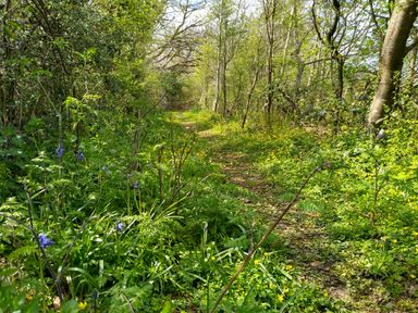A forest path surrounded by green plants and trees with some yellow and purple flowers at Nook Bethesda near Narberth