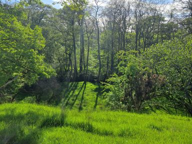 A grassy area with tall green grass and trees casting shadows in a wooded location at Bogrie Cottage Canonbie near Gretna Green
