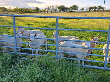 A group of sheep standing behind a metal gate in a grassy field with trees in the background at Bogrie Cottage in Canonbie near Gretna Green