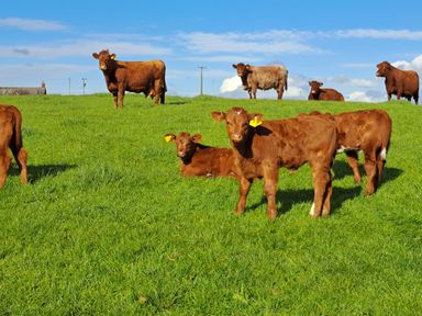 A group of brown cows and calves on green grass under a blue sky