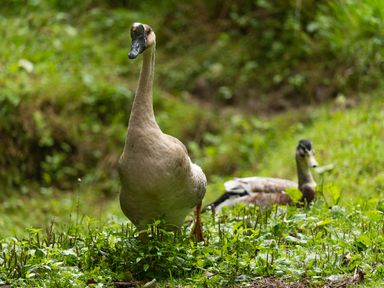 A goose standing on grass in front of a duck lying on grass at The Threshing Barn in Highampton