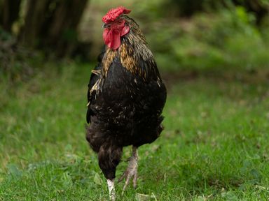 A black and gold rooster standing on grass