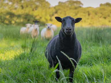 A black sheep standing in a grassy field with white sheep in the background at The Threshing Barn in Highampton