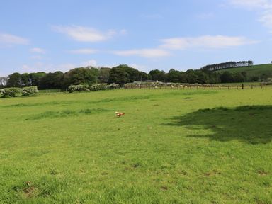 A green field with a chicken in the center and trees and fences in the background at Dryfe Lodge in Lockerbie