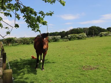 A brown horse standing on grass near a fence with a chicken and trees in the background at Dryfe Lodge in Lockerbie