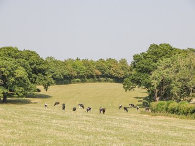 A grassy field with cows grazing and trees in the background at Basswood Barn Lime Tree Barn