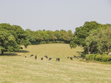 A grassy field with cows grazing and trees in the background at Linden Barn in Wincanton