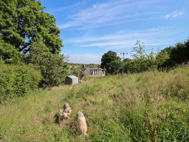 A grassy field with three pigs near a shed and houses in the background at Cherry Pod 2 Hookagate near Meole Brace
