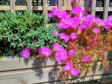 A wooden planter box with green leafy plants and bright pink flowers against a wooden lattice fence at The Mill in Trethevy near Tintagel