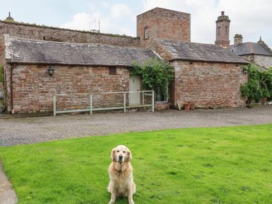 A golden retriever sitting on grass in front of a stone building at The Courtyard in Kirklinton near Longtown