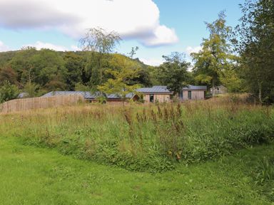 A grassy field with wild plants and trees with wooden buildings in the background at Hawthorn Croft in Haverthwaite