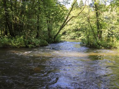 A flowing river surrounded by trees and greenery at Hawthorn Croft in Haverthwaite