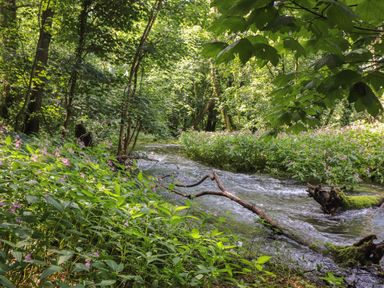 A forest scene with a flowing stream and green plants with pink flowers at The Brambles in Haverthwaite