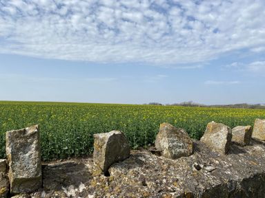 A field of green plants with yellow flowers behind a stone wall under a partly cloudy sky at The Byre in St Brides Major