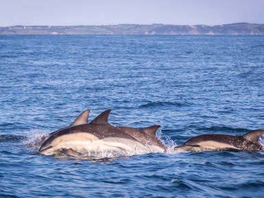 Three dolphins swimming in the ocean near a shoreline