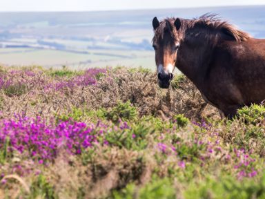 A horse amongst purple heather and grass in the landscape at 9 Manleigh Park in Combe Martin