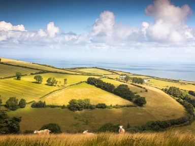 A landscape with fields and sheep near the coast at 1 Manleigh Park in Combe Martin
