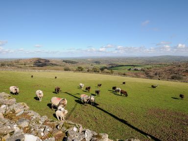 A grassy field with sheep and a stone wall with a rural landscape in the background at Mum's Cottage in Minions near Upton Cross