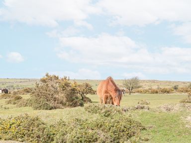 An open field with bushes and horses grazing at Mum's Cottage in Minions near Upton Cross