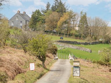 A country road with sheep grazing near a house and trees at Bickle Bice Cottage in Minions near Liskeard