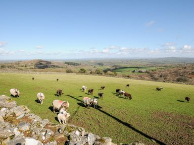 A grassy field with sheep and lambs grazing and hills in the background at Cheesewring Cottage in Minions near Upton Cross