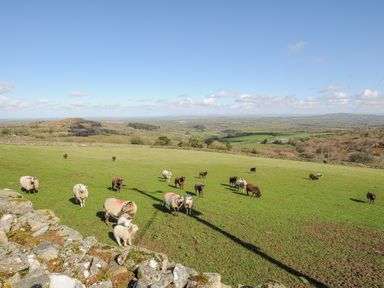 A field with sheep and hills in the background at Fizz-Gog Cottage in Minions near Upton Cross