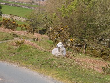 A sheep lying on grass beside a road with stone walls and trees in the background at Fizz-Gog Cottage Minions near Upton Cross