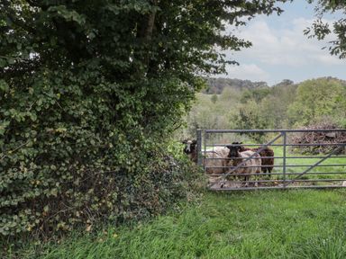 A metal gate with sheep behind it near a tree and grassy field at Brimley Barn in Kittisford near Milverton