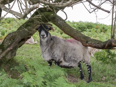 A sheep with horns standing under a tree on grass surrounded by ferns
