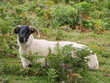 A sheep with curled horns lying in grass and ferns in a field at Heathfield in Milverton