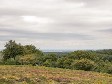 A landscape view with green trees and purple and yellow flowers under a cloudy sky at Heathfield in Milverton