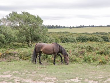 A horse grazing on grass in a rural field with trees and shrubs in the background at Heathfield in Milverton