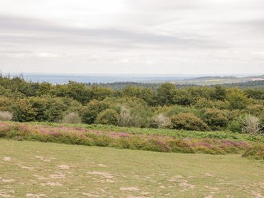 A grassy field with wildflowers and trees in the background under a cloudy sky at Heathfield in Milverton