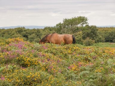 A brown horse grazing in a field of yellow and purple wildflowers with trees in the background at Heathfield in Milverton