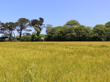A field of tall grass with trees in the background under a clear blue sky at Little Pip in Gulval