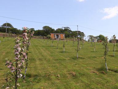A grassy field with rows of small flowering trees and a wooden cabin in the background at Little Pip in Gulval