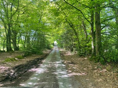 A narrow country road surrounded by tall trees with green leaves at Bunts Barn in Northlew near Hatherleigh