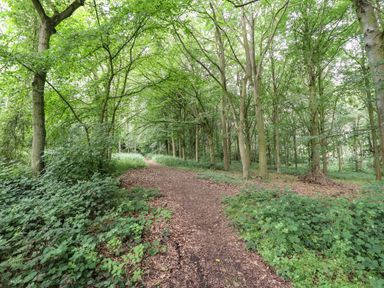 A forest path surrounded by trees and green vegetation at The Great Escape Kenwick near Louth