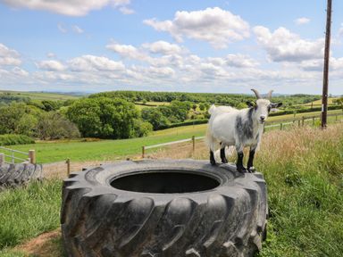 A goat standing on a large tractor tire in a grassy field with trees and hills in the background at Ty Cariad in Llangynin near St Clears