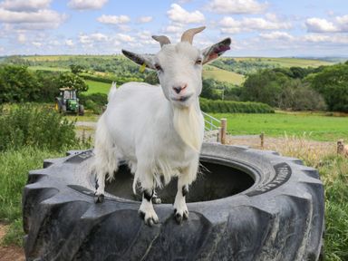 A white goat standing on a large tractor tire in a rural green field with hills and a tractor in the background at Ty Cariad in Llangynin near St Clears