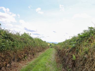 A grassy pathway between tall hedges under a partly cloudy sky at Ty Cariad in Llangynin near St Clears