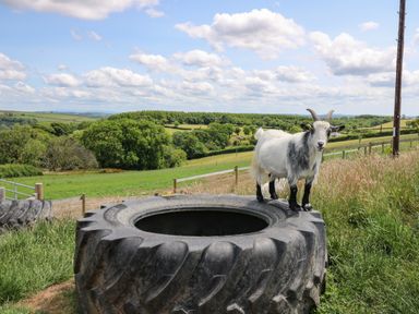 A goat standing on a large tire in a grassy field with trees and hills in the background at Ty Cwtch in Llangynin near St Clears