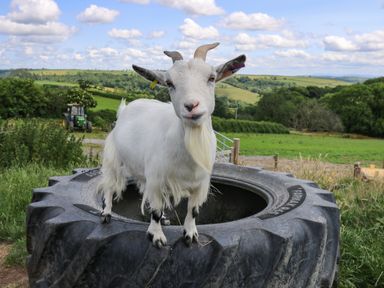 A white goat standing on a large tractor tire outdoors with fields and trees in the background